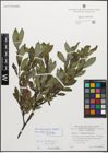 Foto von Salix myrsinifolia Salisb.